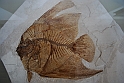 I Fossili di Bolca_35